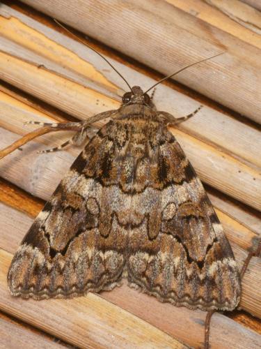 Catocala coniuncta